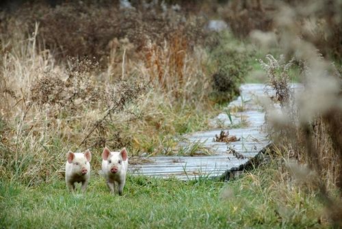我們的環(huán)境會(huì)好嗎？——“數(shù)說(shuō)”大氣、水、土壤污染防治三大戰(zhàn)役